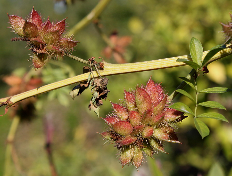 Изображение особи Glycyrrhiza echinata.