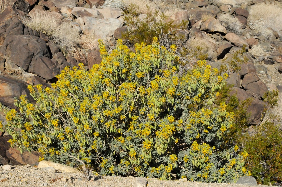 Image of Peritoma arborea specimen.