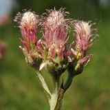 Antennaria dioica. Пестичные соцветия-корзинки. Нидерланды, провинция Drenthe, окр. деревни Havelte, вересковая пустошь. 24 мая 2009 г.