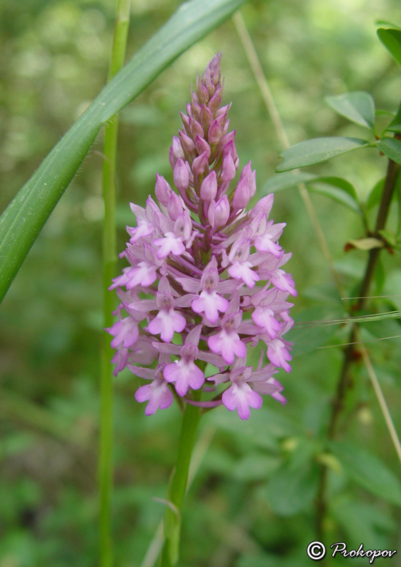 Image of Anacamptis pyramidalis specimen.