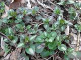 Lamium maculatum. Молодые побеги. Украина, г. Киев, лес на восточной окраине. 23.03.2014.
