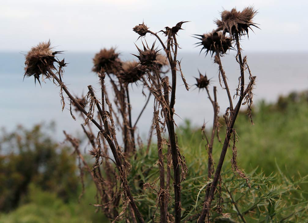 Image of Cynara cardunculus specimen.