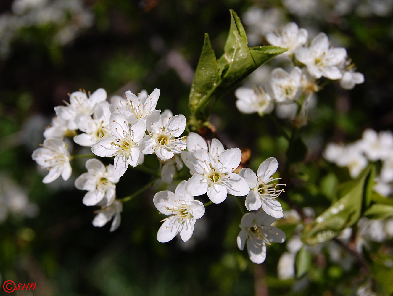 Изображение особи Prunus stepposa.