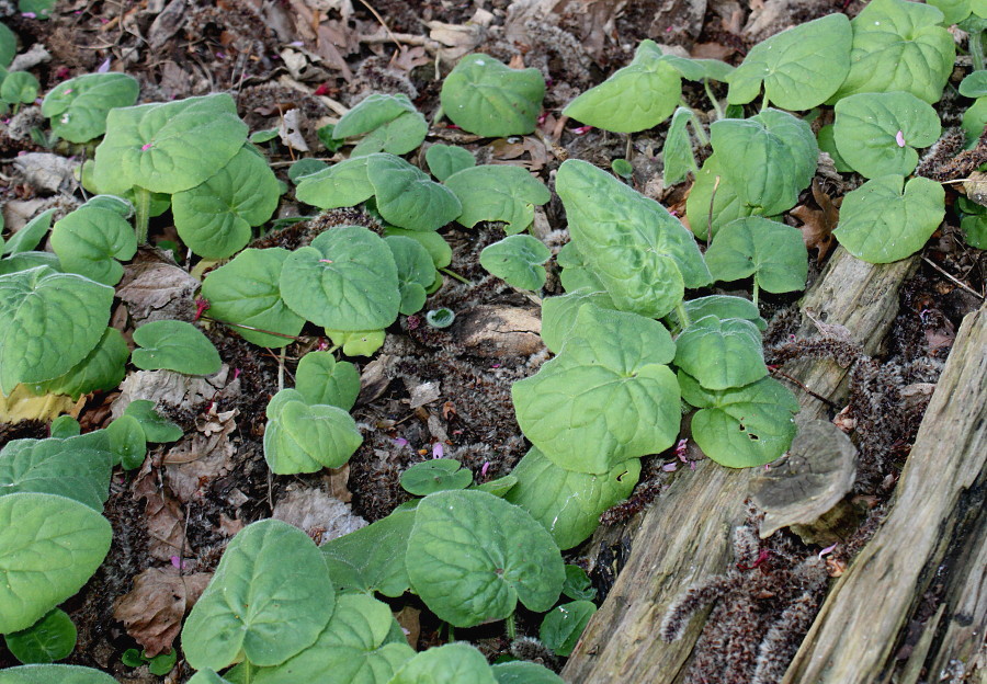 Image of Doronicum plantagineum specimen.