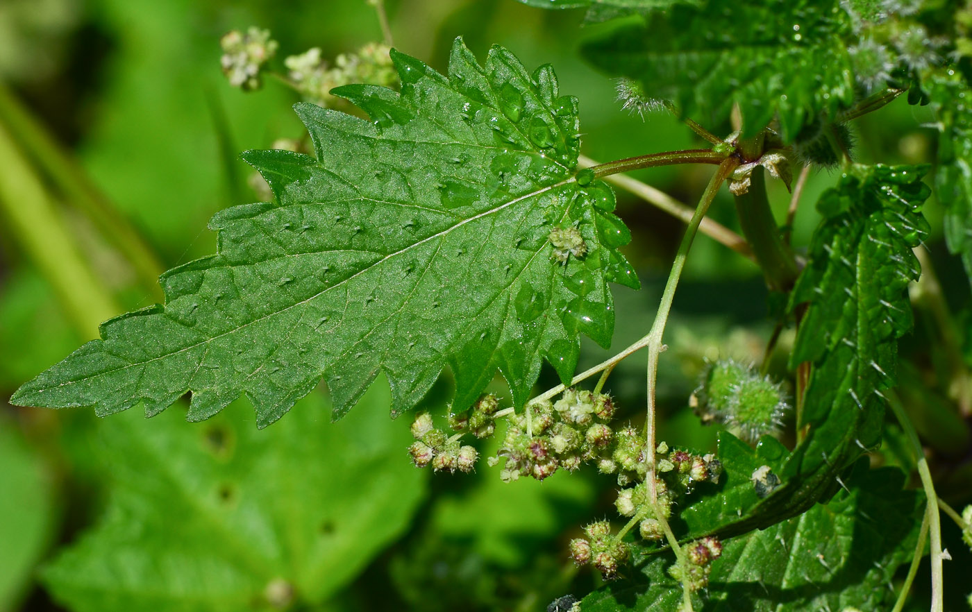 Изображение особи Urtica pilulifera.