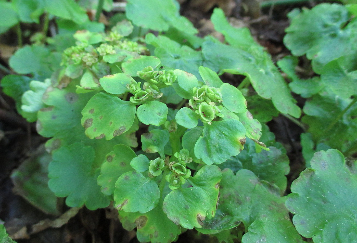 Image of Chrysosplenium alternifolium specimen.