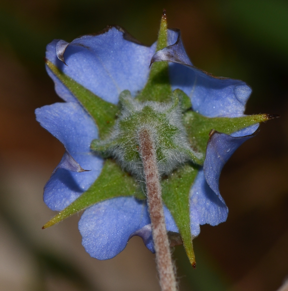 Image of Trichodesma boissieri specimen.