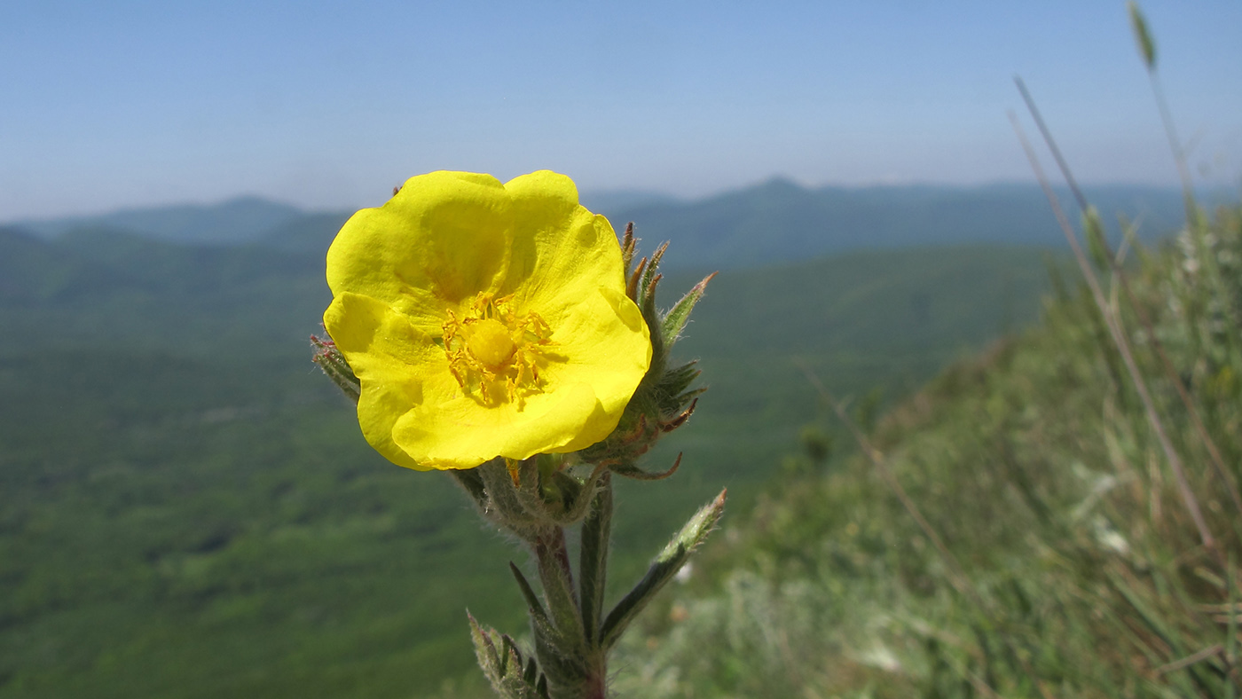 Image of Potentilla callieri specimen.