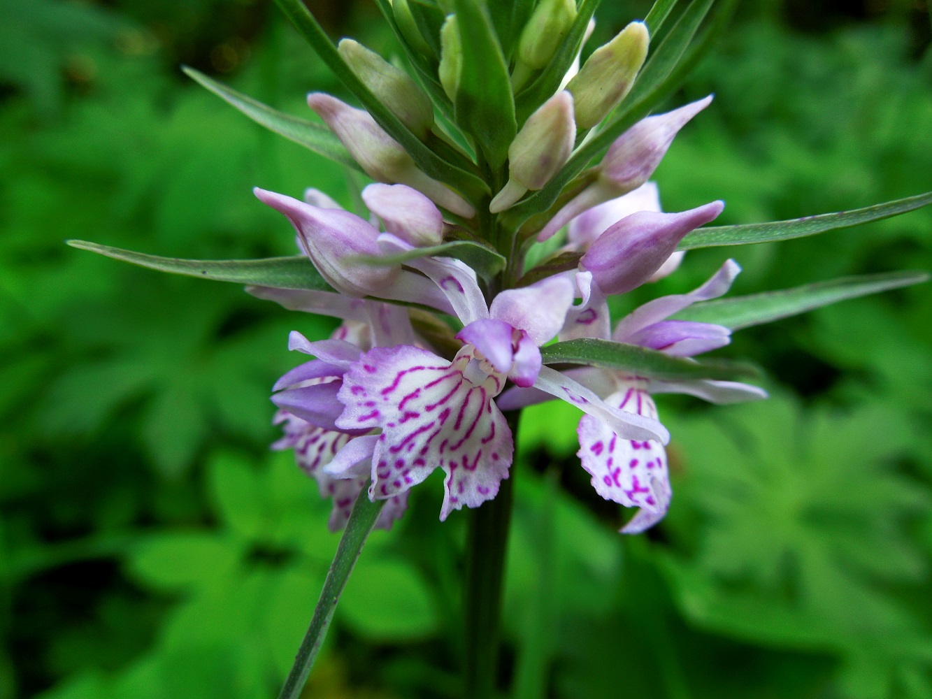 Image of Dactylorhiza fuchsii specimen.