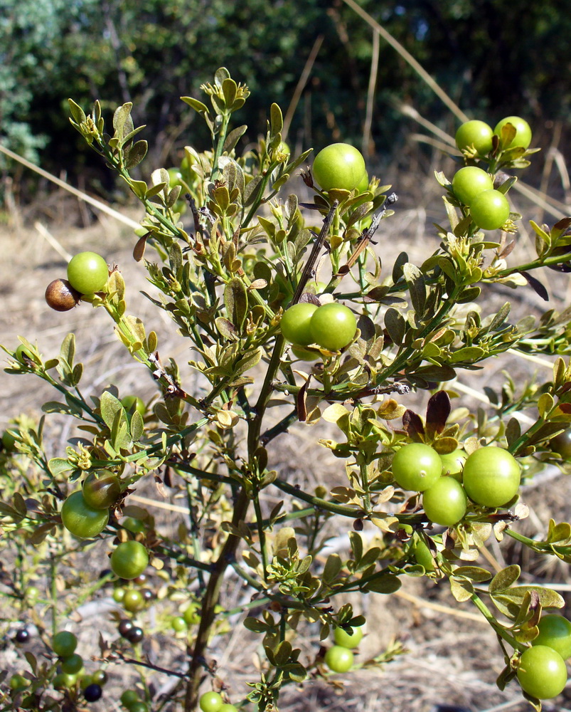 Image of Jasminum fruticans specimen.