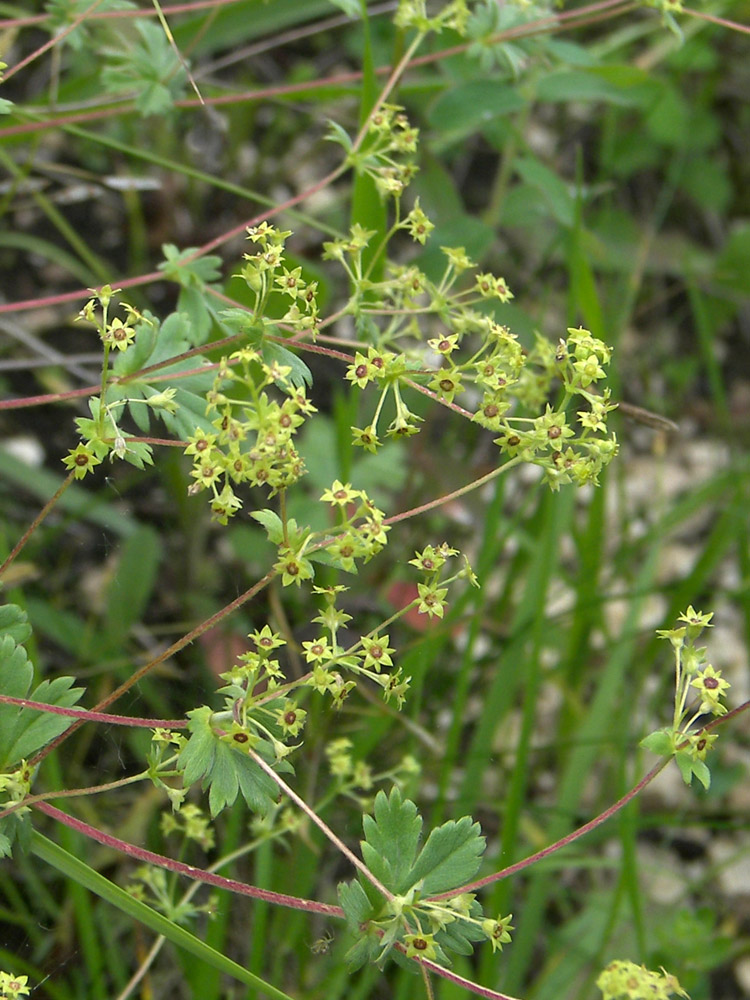 Изображение особи Alchemilla tephroserica.