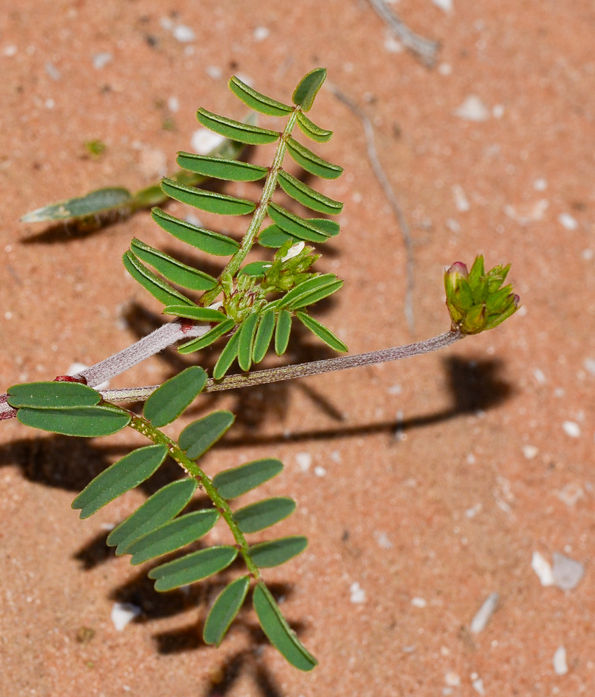 Image of Hedysarum spinosissimum specimen.