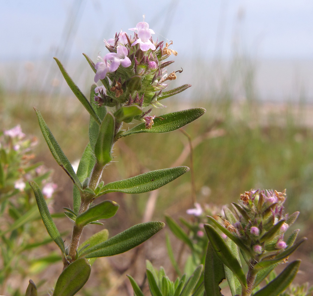 Image of Thymus &times; dimorphus specimen.