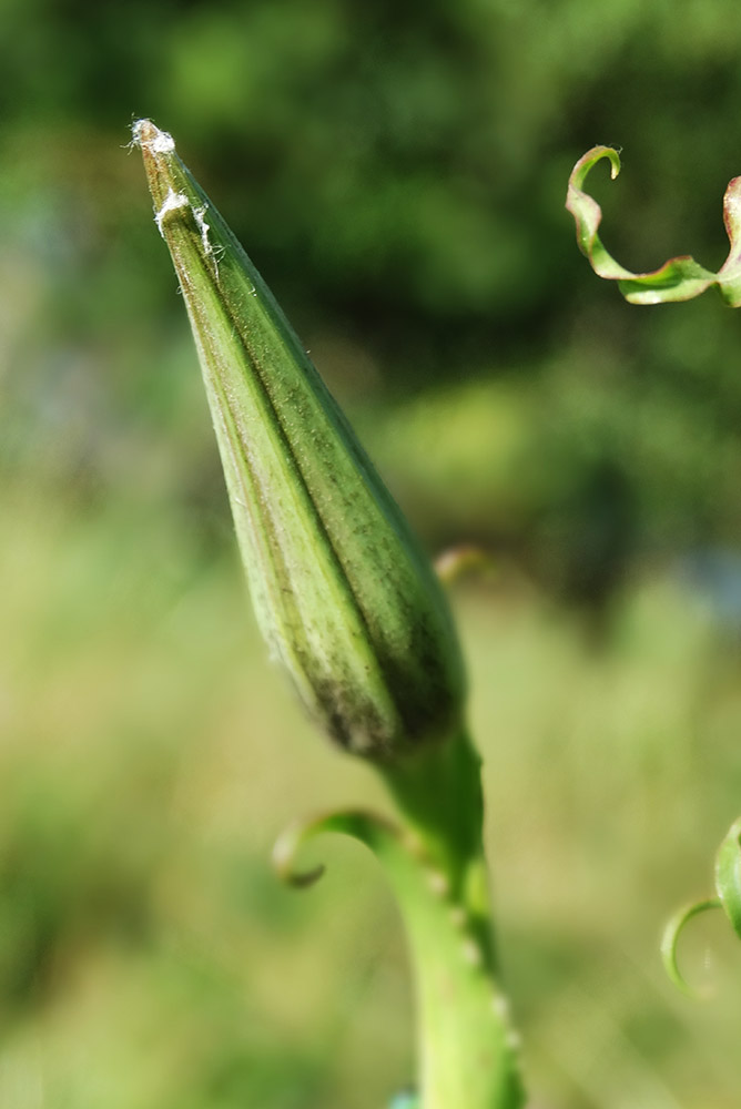 Image of genus Tragopogon specimen.