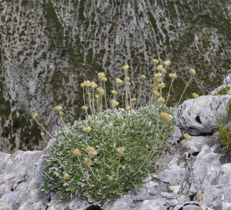 Изображение особи Potentilla deorum.