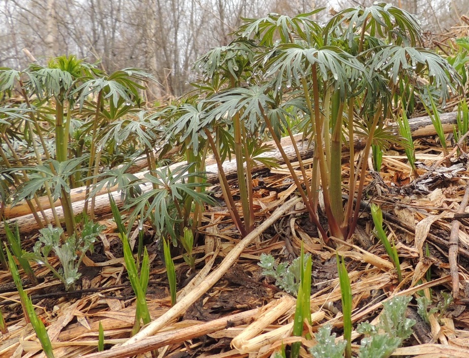 Image of genus Aconitum specimen.