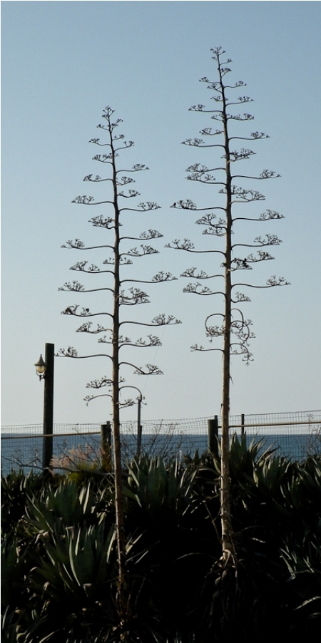 Image of Agave americana specimen.