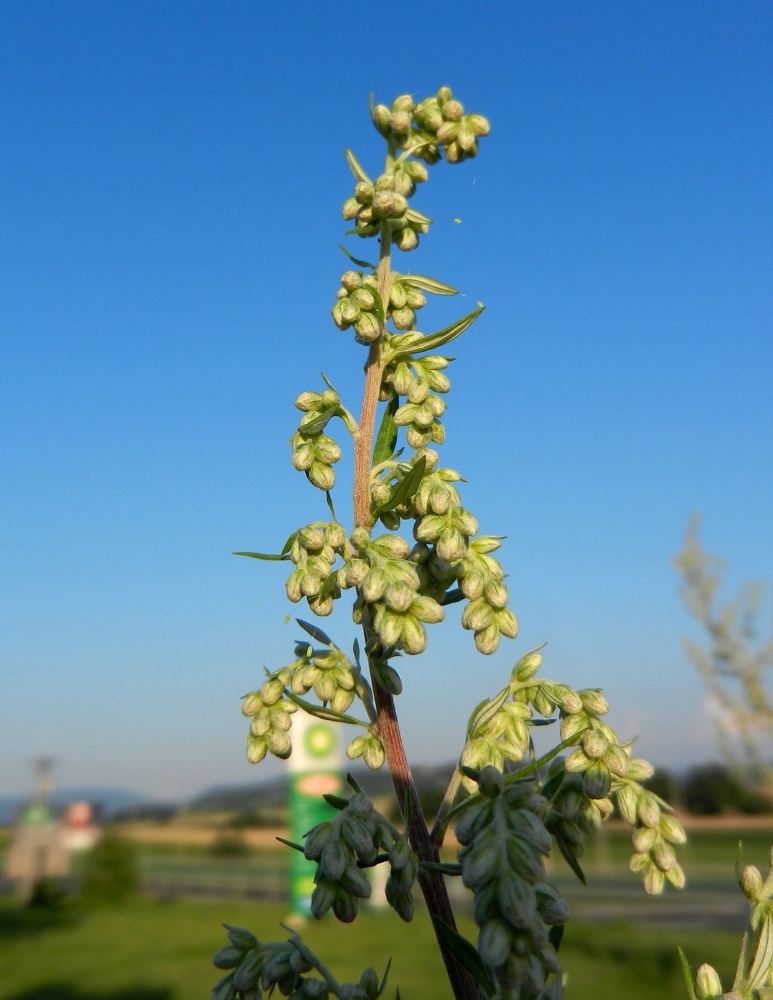 Image of Artemisia vulgaris specimen.