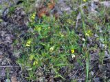 Melampyrum pratense. Цветущие растения. Карелия, Ладожское озеро, остров Валаам. 20.06.2012.