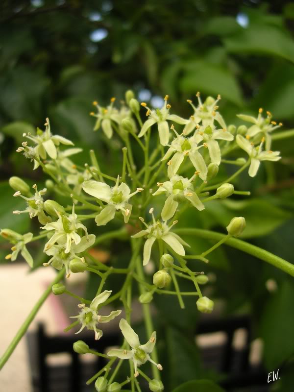 Image of Ptelea trifoliata specimen.