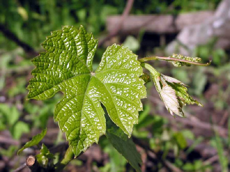 Image of Vitis amurensis specimen.