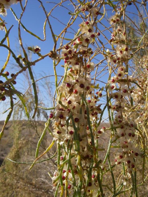 Изображение особи Haloxylon aphyllum.