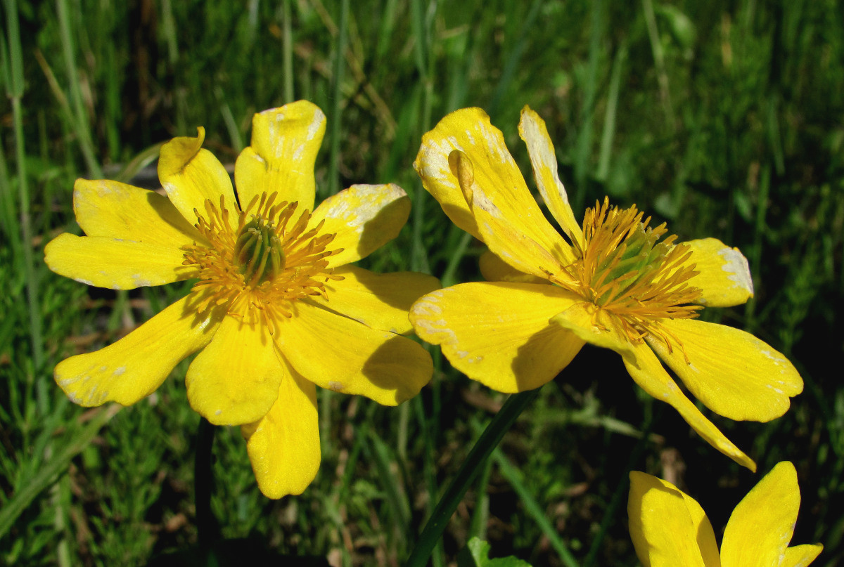 Изображение особи Caltha palustris.