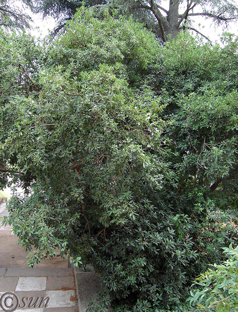 Image of Pittosporum heterophyllum specimen.