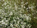 Crambe tataria