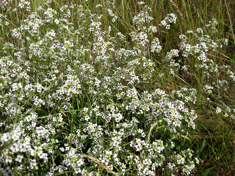 Image of Crambe tataria specimen.