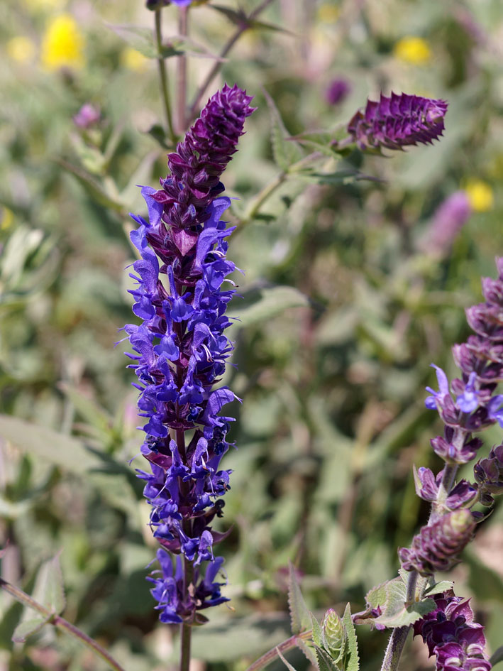 Image of Salvia deserta specimen.