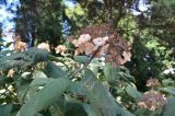 genus Hydrangea. Сухое соцветие. ЮБК, Партенит, парк ЛОК \"Айвазовское\". 18.10.2015.
