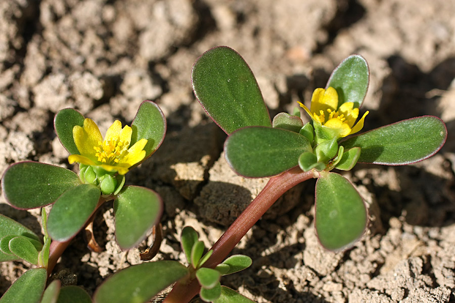 Изображение особи Portulaca oleracea.