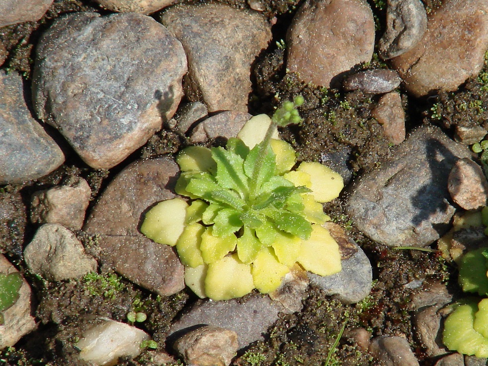 Image of Androsace filiformis specimen.