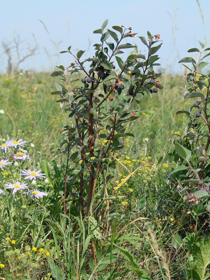 Image of Cotoneaster melanocarpus specimen.