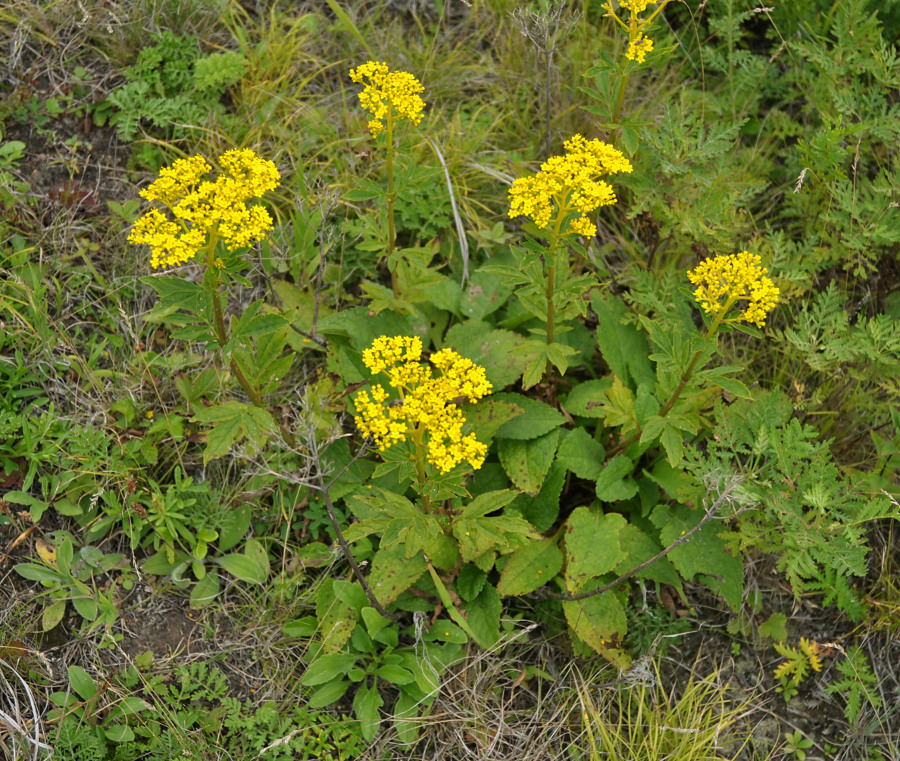 Image of Patrinia rupestris specimen.