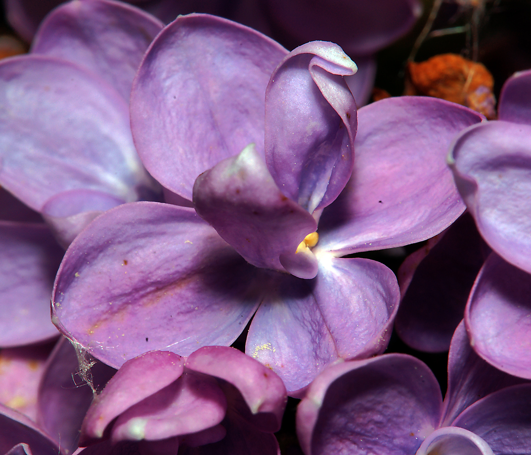 Изображение особи Syringa vulgaris.