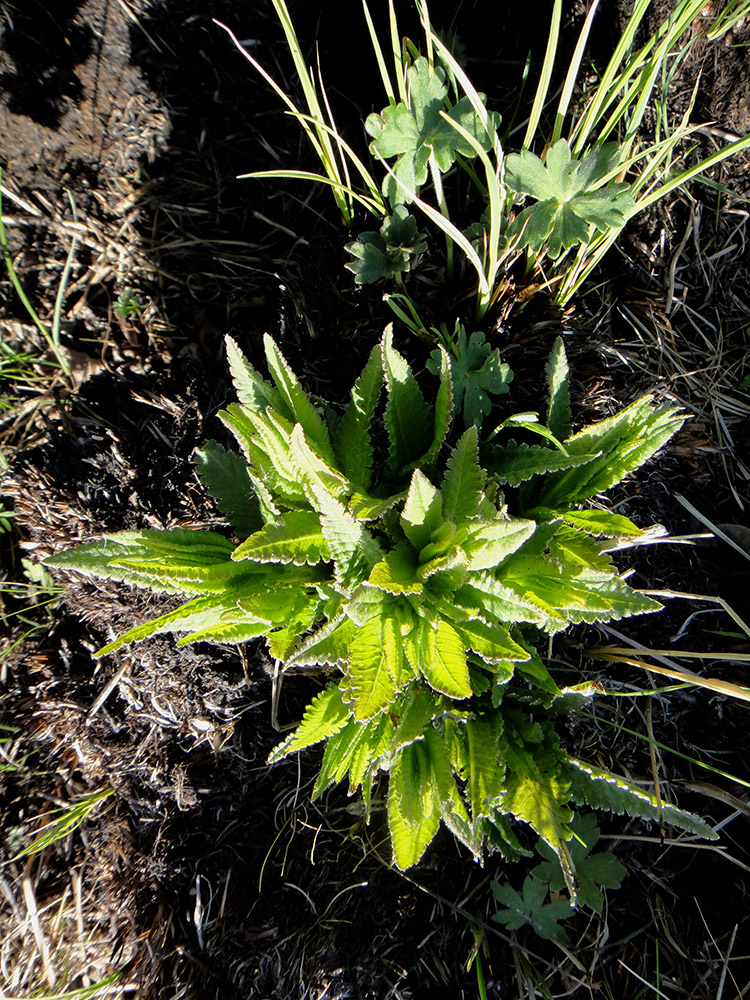 Image of Pedicularis resupinata specimen.