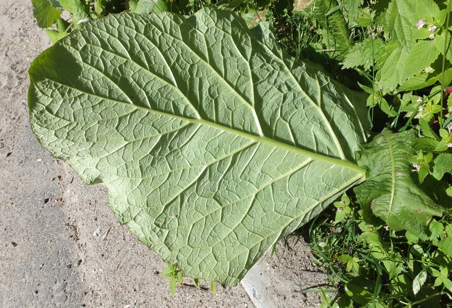 Изображение особи род Arctium.