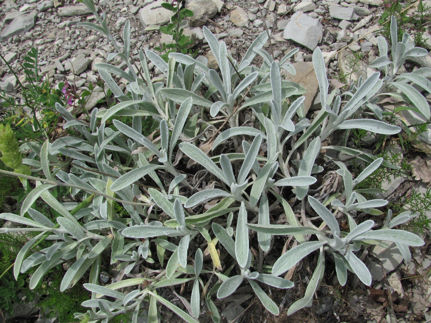 Image of Sideritis euxina specimen.