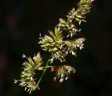 Dactylis glomerata