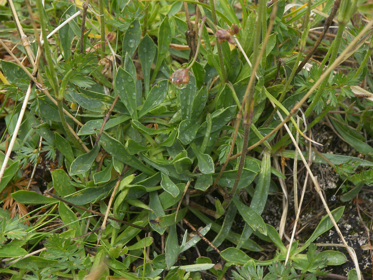 Image of Silene lychnidea specimen.