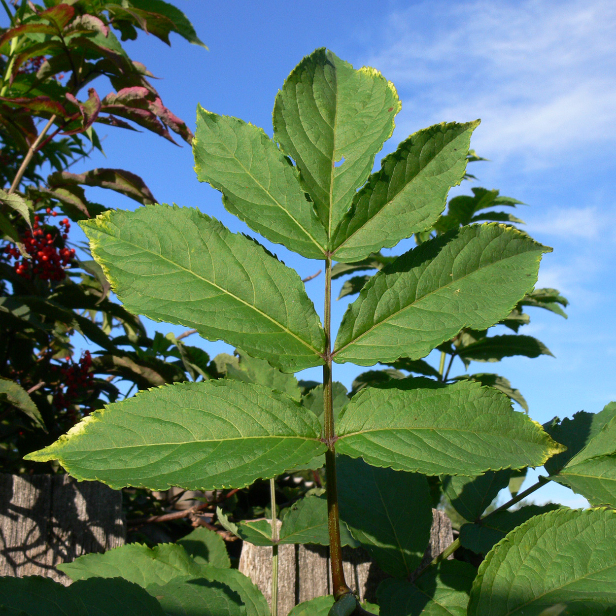 Image of Sambucus manshurica specimen.