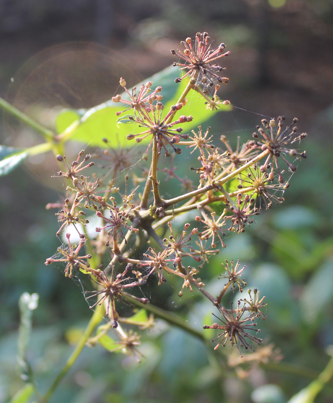 Image of Aralia racemosa specimen.