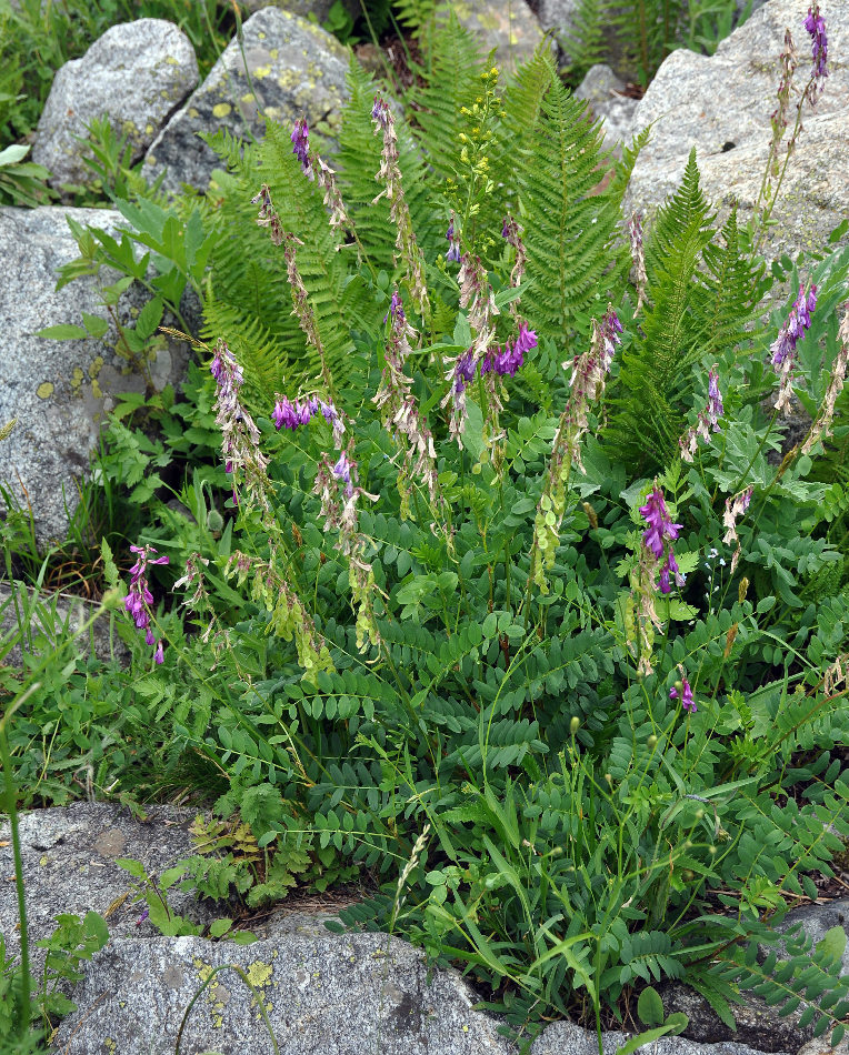 Image of Hedysarum caucasicum specimen.