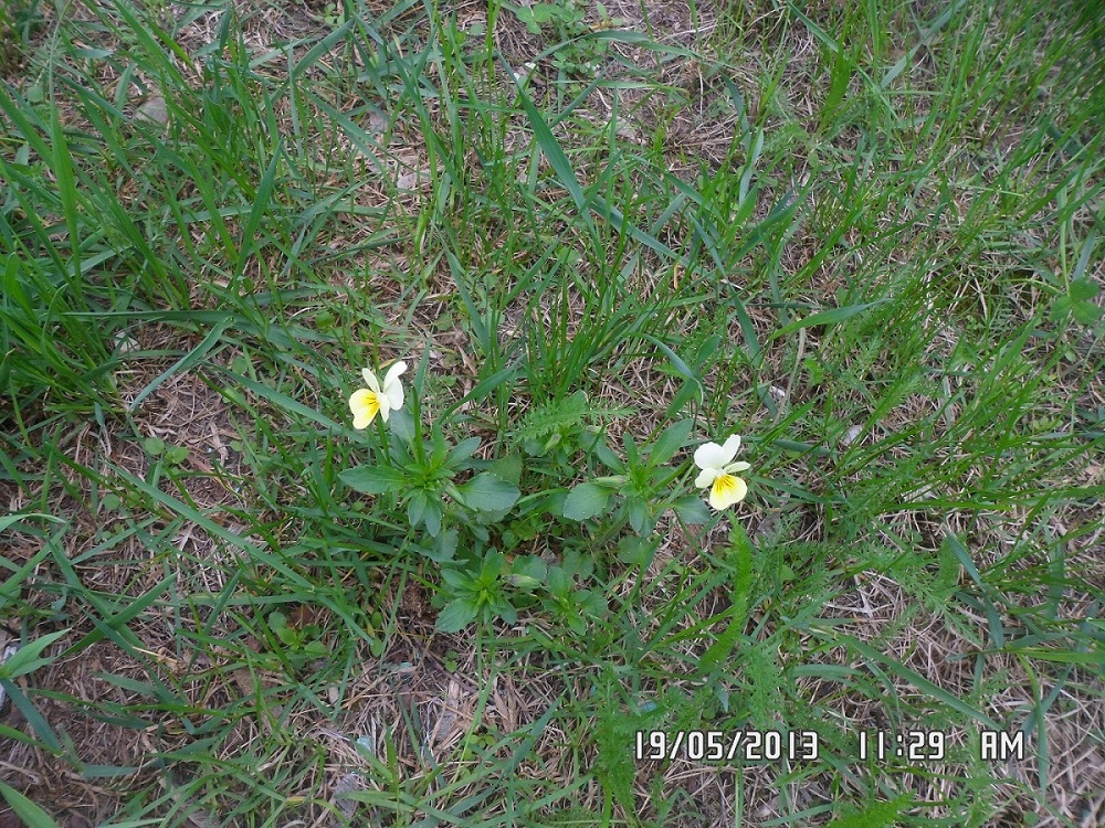 Image of genus Viola specimen.