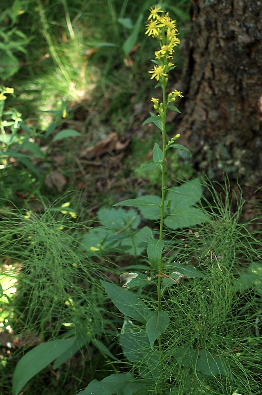 Изображение особи Solidago virgaurea.