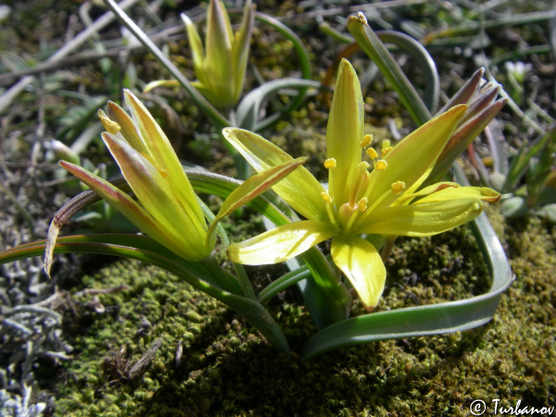 Image of Gagea transversalis specimen.