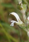 Salvia aethiopis. Цветок. Украина, г. Запорожье, часть балки к югу от Областной больницы, возле дороги. 14.06.2016.