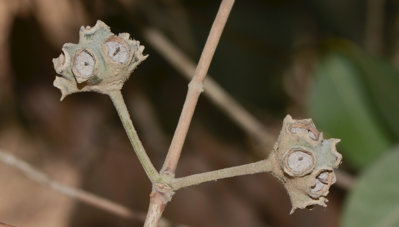 Image of Syncarpia glomulifera specimen.